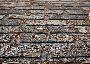 Todd Fritz Roofing Images